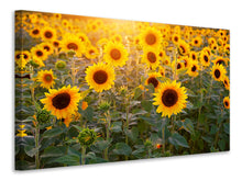 Laden Sie das Bild in den Galerie-Viewer, Leinwandbild Sonnenblumen Feld