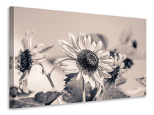 Laden Sie das Bild in den Galerie-Viewer, Leinwandbild Sonnenblumen sw