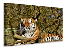 Laden Sie das Bild in den Galerie-Viewer, Leinwandbild Stolzer Tiger
