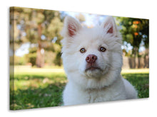 Laden Sie das Bild in den Galerie-Viewer, Leinwandbild Süsse Hundeschnautze