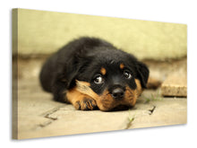 Laden Sie das Bild in den Galerie-Viewer, Leinwandbild Süsse Rottweiler Welpe