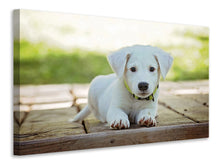 Laden Sie das Bild in den Galerie-Viewer, Leinwandbild Süsses Hunde Baby