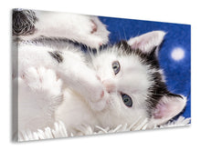 Laden Sie das Bild in den Galerie-Viewer, Leinwandbild Süsses Kitten