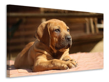 Laden Sie das Bild in den Galerie-Viewer, Leinwandbild Trauriger Hundeblick