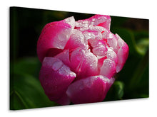 Laden Sie das Bild in den Galerie-Viewer, Leinwandbild Tulpe mit Morgentau in XL