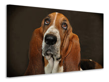 Laden Sie das Bild in den Galerie-Viewer, Leinwandbild Typisch Basset