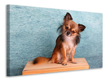 Laden Sie das Bild in den Galerie-Viewer, Leinwandbild Typisch Chihuahua