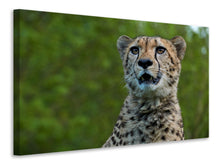 Laden Sie das Bild in den Galerie-Viewer, Leinwandbild Wachsamer Gepard