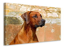 Laden Sie das Bild in den Galerie-Viewer, Leinwandbild Wachsamer Rhodesian Ridgeback