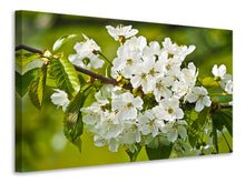 Laden Sie das Bild in den Galerie-Viewer, Leinwandbild Weisse Blüten in XL
