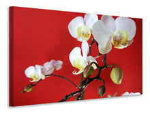 Laden Sie das Bild in den Galerie-Viewer, Leinwandbild Weisse Orchideen auf roter Wand