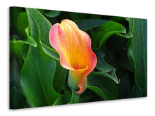 Laden Sie das Bild in den Galerie-Viewer, Leinwandbild Wilde Calla