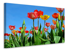 Laden Sie das Bild in den Galerie-Viewer, Leinwandbild Wilde Tulpen