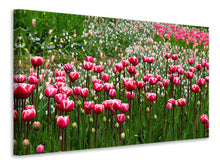 Laden Sie das Bild in den Galerie-Viewer, Leinwandbild Wildes Tulpenfeld
