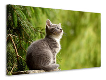 Laden Sie das Bild in den Galerie-Viewer, Leinwandbild Wildkatze