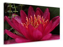 Laden Sie das Bild in den Galerie-Viewer, Leinwandbild Wundervolle Seerose