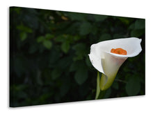 Laden Sie das Bild in den Galerie-Viewer, Leinwandbild XL Calla in weiss