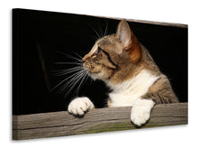 Laden Sie das Bild in den Galerie-Viewer, Leinwandbild XL Katze