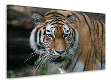 Laden Sie das Bild in den Galerie-Viewer, Leinwandbild XL Tiger
