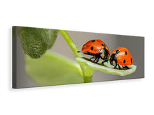 Laden Sie das Bild in den Galerie-Viewer, Leinwandbild Panorama 2 Marienkäfer