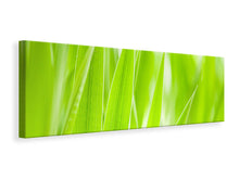 Laden Sie das Bild in den Galerie-Viewer, Leinwandbild Panorama Gras XXL
