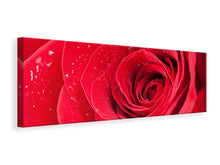 Laden Sie das Bild in den Galerie-Viewer, Leinwandbild Panorama Rote Rose im Morgentau