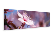 Laden Sie das Bild in den Galerie-Viewer, Leinwandbild Panorama Close up Kirschblüte