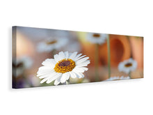 Laden Sie das Bild in den Galerie-Viewer, Leinwandbild Panorama Margeriten XL