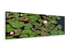 Laden Sie das Bild in den Galerie-Viewer, Leinwandbild Panorama Weisse Seerosen im Teich