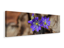 Laden Sie das Bild in den Galerie-Viewer, Leinwandbild Panorama Wildblumen