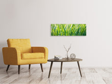 Laden Sie das Bild in den Galerie-Viewer, Leinwandbild Panorama Gras mit Morgentau XL