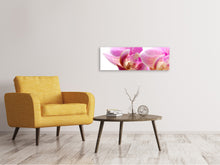 Laden Sie das Bild in den Galerie-Viewer, Leinwandbild Panorama Prächtige Phalaenopsis