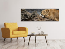 Laden Sie das Bild in den Galerie-Viewer, Leinwandbild Panorama Träumende Löwin