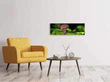 Laden Sie das Bild in den Galerie-Viewer, Leinwandbild Panorama Strobilomyces Strobilaceus