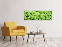 Laden Sie das Bild in den Galerie-Viewer, Leinwandbild Panorama Alles Basilikum
