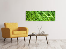 Laden Sie das Bild in den Galerie-Viewer, Leinwandbild Panorama Frischer Schnittlauch XL