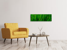 Laden Sie das Bild in den Galerie-Viewer, Leinwandbild Panorama Gras mit Morgentau
