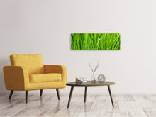 Laden Sie das Bild in den Galerie-Viewer, Leinwandbild Panorama Grashalme im Morgentau