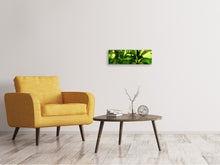 Laden Sie das Bild in den Galerie-Viewer, Leinwandbild Panorama Sonnenaufgang im Regenwald