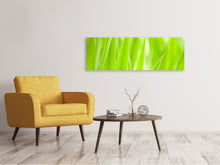 Laden Sie das Bild in den Galerie-Viewer, Leinwandbild Panorama Gras XXL