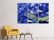 Laden Sie das Bild in den Galerie-Viewer, Leinwandbild 3-teilig Ein Fisch im Aquarium