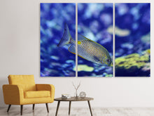 Laden Sie das Bild in den Galerie-Viewer, Leinwandbild 3-teilig Ein Fisch im Aquarium