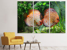 Laden Sie das Bild in den Galerie-Viewer, Leinwandbild 3-teilig 2 Fische