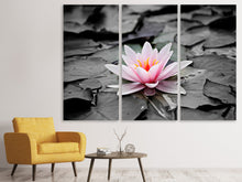 Laden Sie das Bild in den Galerie-Viewer, Leinwandbild 3-teilig Die Kunst der Seerose