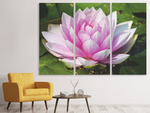 Laden Sie das Bild in den Galerie-Viewer, Leinwandbild 3-teilig Seerose in rosa