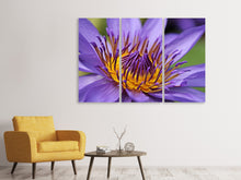 Laden Sie das Bild in den Galerie-Viewer, Leinwandbild 3-teilig XXL Seerose in lila