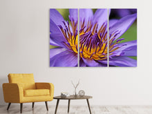 Laden Sie das Bild in den Galerie-Viewer, Leinwandbild 3-teilig XXL Seerose in lila
