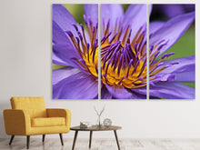 Laden Sie das Bild in den Galerie-Viewer, Leinwandbild 3-teilig XXL Seerose in lila