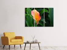 Laden Sie das Bild in den Galerie-Viewer, Leinwandbild 3-teilig Wilde Calla
