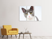 Laden Sie das Bild in den Galerie-Viewer, Leinwandbild 3-teilig Edle Katze
